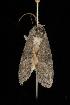  ( - Moth 098.03LZ)  @12 [ ] CreativeCommons - Attribution (2010) Unspecified Centre for Biodiversity Genomics