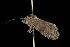  ( - Moth 103.03LZ)  @12 [ ] CreativeCommons - Attribution (2010) Unspecified Centre for Biodiversity Genomics