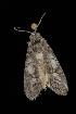 ( - Moth 106.03LZ)  @12 [ ] CreativeCommons - Attribution (2010) Unspecified Centre for Biodiversity Genomics