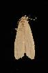  ( - Moth 121.03LZ)  @12 [ ] CreativeCommons - Attribution (2010) Unspecified Centre for Biodiversity Genomics