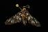  ( - Moth 129.03LZ)  @13 [ ] CreativeCommons - Attribution (2010) Unspecified Centre for Biodiversity Genomics
