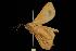 ( - Moth 149.03LZ)  @14 [ ] CreativeCommons - Attribution (2010) Unspecified Centre for Biodiversity Genomics
