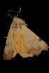  ( - Moth 150.03LZ)  @13 [ ] CreativeCommons - Attribution (2010) Unspecified Centre for Biodiversity Genomics