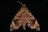  ( - Moth 013.03CC)  @14 [ ] CreativeCommons - Attribution (2010) Unspecified Centre for Biodiversity Genomics