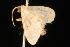  (Idaea sp. 3 - 05-QLD-00139)  @12 [ ] CreativeCommons - Attribution (2010) Unspecified Centre for Biodiversity Genomics