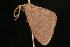  (Idaea chloristis PS1 - 05-QLD-00343)  @14 [ ] CreativeCommons - Attribution (2010) Unspecified Centre for Biodiversity Genomics
