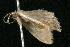  (Idaea sp. 4 - 05-QLD-00801)  @13 [ ] CreativeCommons - Attribution (2010) Unspecified Centre for Biodiversity Genomics