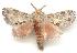  (Porela cinerea - gvc1669-1L)  @15 [ ] Copyright (2004) Unspecified Unspecified