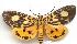  (Asota plagiata - gvc1801-1L)  @15 [ ] Copyright (2004) Unspecified Unspecified