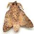  ( - gvc2853-1L)  @13 [ ] Copyright (2004) Unspecified Unspecified