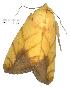  ( - gvc3402-1L)  @12 [ ] Copyright (2004) Unspecified Unspecified