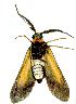  ( - gvc4350-1L)  @12 [ ] Copyright (2004) Unspecified Unspecified
