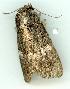  ( - gvc5804-1L)  @12 [ ] Copyright (2004) Unspecified Unspecified