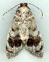  ( - gvc6213-1L)  @12 [ ] Copyright (2004) Unspecified Unspecified