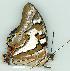  (Polyura sempronius - gvc6272-1L)  @14 [ ] Copyright (2004) Unspecified Unspecified