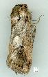  (Cryptophasa themerodes - gvc6311-1L)  @14 [ ] Copyright (2004) Unspecified Unspecified