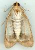  ( - gvc6522-1L)  @13 [ ] Copyright (2004) Unspecified Unspecified