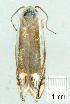  ( - gvc6550-1L)  @12 [ ] Copyright (2004) Unspecified Unspecified