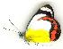  (Delias mysis - gvc2731-1L)  @15 [ ] Copyright (2004) Unspecified Unspecified
