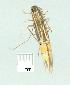  (Cosmopterix sp. B - gvc7106-1L)  @13 [ ] Copyright (2004) Unspecified Unspecified