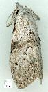  ( - gvc7263-1L)  @12 [ ] Copyright (2004) Unspecified Unspecified