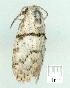  (Nola sp. 36 - gvc7310-1L)  @13 [ ] Copyright (2004) Unspecified Unspecified
