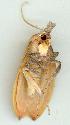  ( - gvc7343-1L)  @12 [ ] Copyright (2004) Unspecified Unspecified