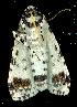 ( - gvc7933-1L)  @12 [ ] Copyright (2004) Unspecified Unspecified