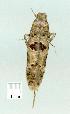  ( - gvc7979-1L)  @12 [ ] Copyright (2004) Unspecified Unspecified