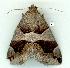  (Dysgonia senex PS1 - gvc8192-1L)  @12 [ ] Copyright (2004) Unspecified Unspecified
