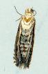  ( - gvc8339-1L)  @12 [ ] Copyright (2004) Unspecified Unspecified