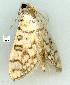  ( - gvc11054-1L)  @12 [ ] Copyright (2004) Unspecified Unspecified