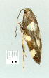  ( - gvc9068-1L)  @12 [ ] Copyright (2004) Unspecified Unspecified