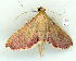  (Endotricha mesenterialis - gvc9204-1L)  @14 [ ] Copyright (2004) Unspecified Unspecified