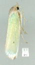  (Acraephnes litodes - gvc9529-1L)  @14 [ ] Copyright (2004) Unspecified Unspecified