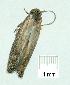  (Elachista aluta - gvc11992-1L)  @13 [ ] Copyright (2004) Unspecified Unspecified