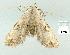  (Araeopteron sp. ANIC7 - gvc12417-1L)  @14 [ ] Copyright (2004) Unspecified Unspecified