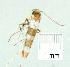  (Gracil sp. 21 - gvc13274-1L)  @11 [ ] Copyright (2004) Unspecified Unspecified