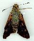  ( - gvc14050-1L)  @13 [ ] Copyright (2004) Unspecified Research Collection of Graeme Cocks