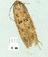  ( - gvc14213-1L)  @12 [ ] Copyright (2004) Unspecified Research Collection of Graeme Cocks
