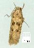  ( - gvc14214-1L)  @12 [ ] Copyright (2004) Unspecified Research Collection of Graeme Cocks