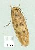  ( - gvc14215-1L)  @12 [ ] Copyright (2004) Unspecified Research Collection of Graeme Cocks