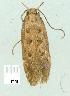  ( - gvc14216-1L)  @12 [ ] Copyright (2004) Unspecified Research Collection of Graeme Cocks