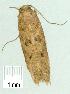  ( - gvc14217-1L)  @12 [ ] Copyright (2004) Unspecified Research Collection of Graeme Cocks