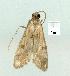  ( - gvc14237-1L)  @13 [ ] Copyright (2004) Unspecified Research Collection of Graeme Cocks