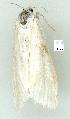  ( - gvc14427-1L)  @12 [ ] Copyright (2004) Unspecified Research Collection of Graeme Cocks