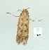  ( - gvc14429-1L)  @12 [ ] Copyright (2004) Unspecified Research Collection of Graeme Cocks