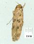  ( - gvc14430-1L)  @12 [ ] Copyright (2004) Unspecified Research Collection of Graeme Cocks