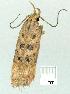  ( - gvc14431-1L)  @12 [ ] Copyright (2004) Unspecified Research Collection of Graeme Cocks
