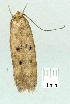  ( - gvc14432-1L)  @12 [ ] Copyright (2004) Unspecified Research Collection of Graeme Cocks
